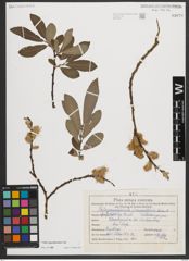 Foto von Salix appendiculata Vill.